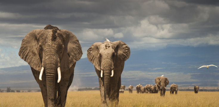 elephants