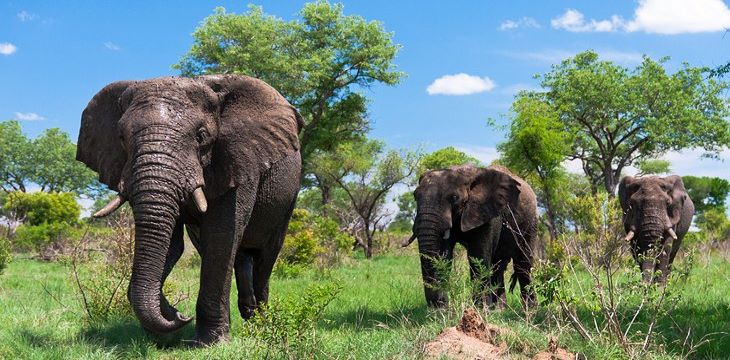 south-africa-kruger-national-park