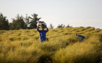 Rooibos
