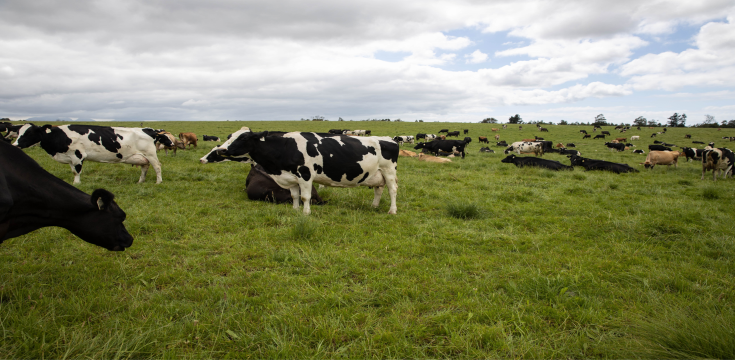 cows in a field