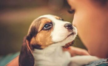 Pets