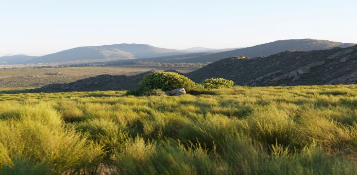 Rooibos