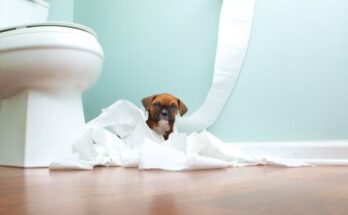 how_to_potty_train_your-puppy