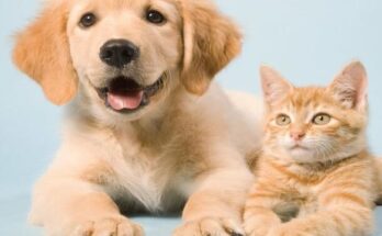 Pets image