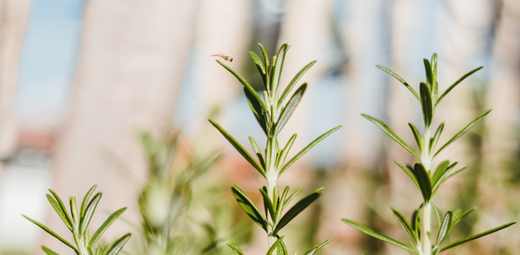 Rosemary