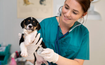 close-up-veterinarian-taking-care-dog