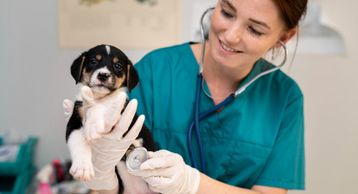 close-up-veterinarian-taking-care-dog
