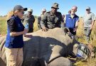 #WM2026| Leslie Siegel on Leading with Purpose to Protect Wildlife
