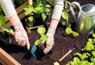 Six Potential Things Your Garden Could Be Hiding